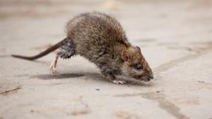 comment se protéger des rats attirés dans vos jardins, maisons, appartements à Bruxelles et dans toutes la Belgique. Clean Vermine.