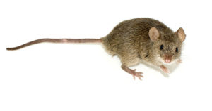 dératisation à rhodes saint genèse, rat rongeur nuisible, service de dératisation Clean vermine