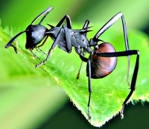 Comment éliminer les fourmis par Clean Vermine Désinfection en Belgique, à Bruxelles