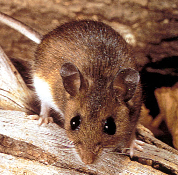 Souris dans mon appartement Comment les éliminer et pourquoi j