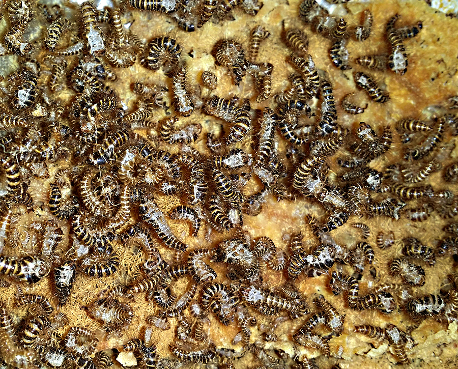 se débarrasser des anthrènes de tapis, les détruire, extermination anthrène