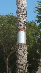 Fixation d'une tôle sur le tronc du palmier empêchant les rats d'y grimper, solution contre rats par clean vermine désinfection