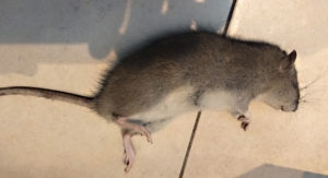 Deratisation : lutter contre les rats et les souris