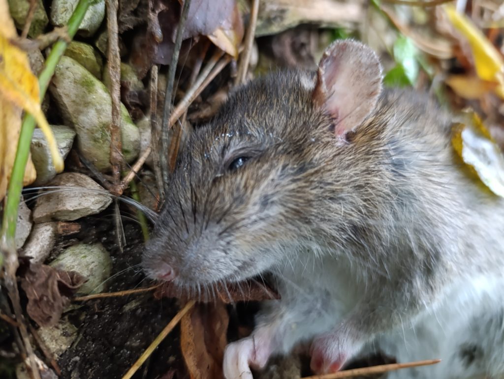 Un rat peutil grimper aux murs ? Comment les rats arrivent à grimper — free download