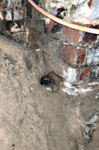 terrier de rats dans une cave