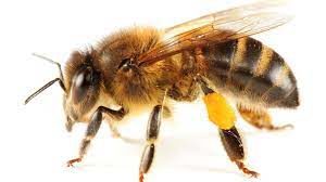 Différence entre abeille et guêpe, comment éloigner les guêpes