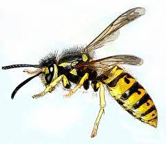 Photo d'une guêpe pour montrer la différence avec une abeille, comment éloigner les guêpes