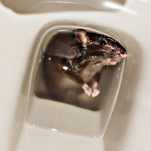 Rat remontant des toilettes dans la cuvette des wc, prix d'une dératisation chez un professionnel